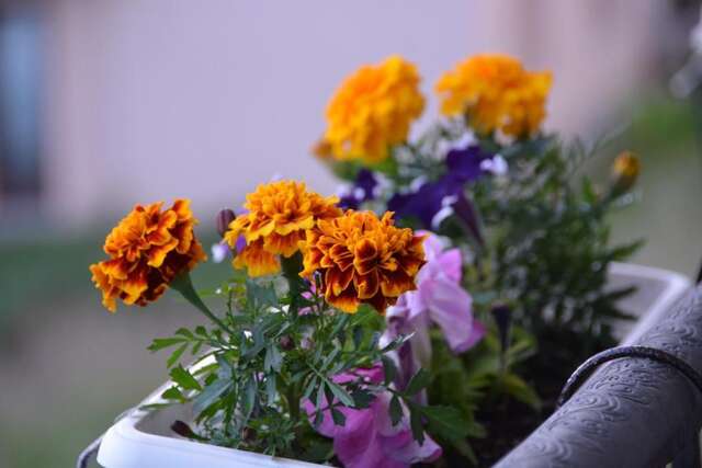 Виллы Blue Views Apartments Плав-52